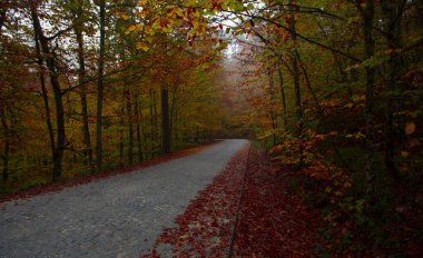 İstanbul 'un kuzeybatısında, Saryer' in sınırları içinde yer alan Belgrad Ormanı, İstanbul 'un en büyük orman ve yeşil alanlarından biridir..