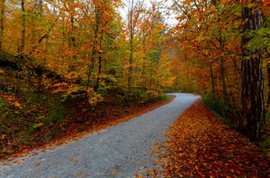 İstanbul 'un kuzeybatısında, Saryer' in sınırları içinde yer alan Belgrad Ormanı, İstanbul 'un en büyük orman ve yeşil alanlarından biridir..