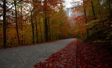 İstanbul 'un kuzeybatısında, Saryer' in sınırları içinde yer alan Belgrad Ormanı, İstanbul 'un en büyük orman ve yeşil alanlarından biridir..