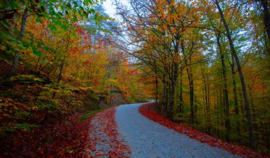 İstanbul 'un kuzeybatısında, Saryer' in sınırları içinde yer alan Belgrad Ormanı, İstanbul 'un en büyük orman ve yeşil alanlarından biridir..
