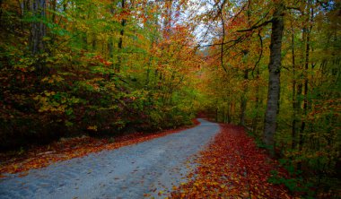İstanbul 'un kuzeybatısında, Saryer' in sınırları içinde yer alan Belgrad Ormanı, İstanbul 'un en büyük orman ve yeşil alanlarından biridir..