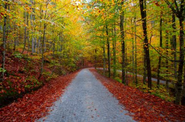İstanbul 'un kuzeybatısında, Saryer' in sınırları içinde yer alan Belgrad Ormanı, İstanbul 'un en büyük orman ve yeşil alanlarından biridir..