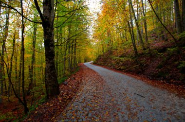 İstanbul 'un kuzeybatısında, Saryer' in sınırları içinde yer alan Belgrad Ormanı, İstanbul 'un en büyük orman ve yeşil alanlarından biridir..