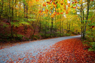 İstanbul 'un kuzeybatısında, Saryer' in sınırları içinde yer alan Belgrad Ormanı, İstanbul 'un en büyük orman ve yeşil alanlarından biridir..