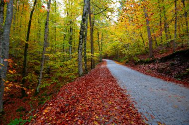 İstanbul 'un kuzeybatısında, Saryer' in sınırları içinde yer alan Belgrad Ormanı, İstanbul 'un en büyük orman ve yeşil alanlarından biridir..