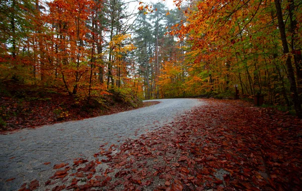 İstanbul 'un kuzeybatısında, Saryer' in sınırları içinde yer alan Belgrad Ormanı, İstanbul 'un en büyük orman ve yeşil alanlarından biridir..