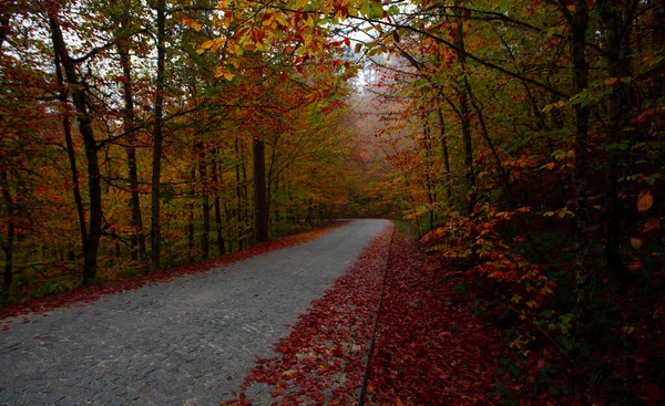 İstanbul 'un kuzeybatısında, Saryer' in sınırları içinde yer alan Belgrad Ormanı, İstanbul 'un en büyük orman ve yeşil alanlarından biridir..