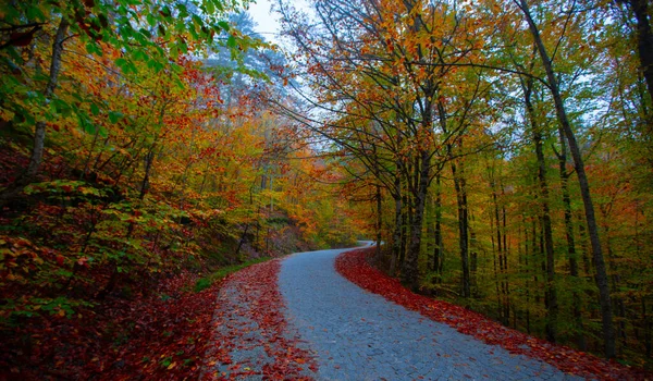 İstanbul 'un kuzeybatısında, Saryer' in sınırları içinde yer alan Belgrad Ormanı, İstanbul 'un en büyük orman ve yeşil alanlarından biridir..