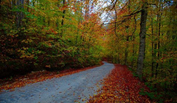 İstanbul 'un kuzeybatısında, Saryer' in sınırları içinde yer alan Belgrad Ormanı, İstanbul 'un en büyük orman ve yeşil alanlarından biridir..