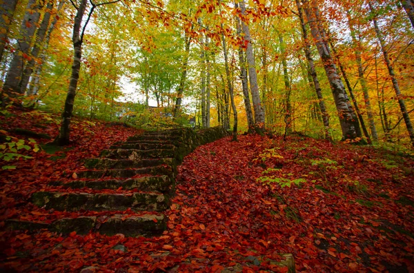 Der Belgrader Wald Liegt Nordwesten Istanbuls Innerhalb Der Grenzen Des — Stockfoto