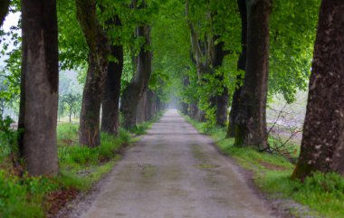 Tüneller ve toprak yollar ağaçlar tarafından yapılır. Bursa Dudakli