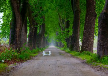 Tüneller ve toprak yollar ağaçlar tarafından yapılır. Bursa Dudakli