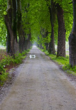 Tüneller ve toprak yollar ağaçlar tarafından yapılır. Bursa Dudakli