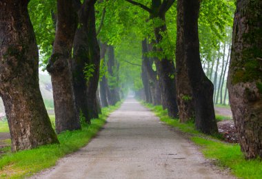 Tüneller ve toprak yollar ağaçlar tarafından yapılır. Bursa Dudakli
