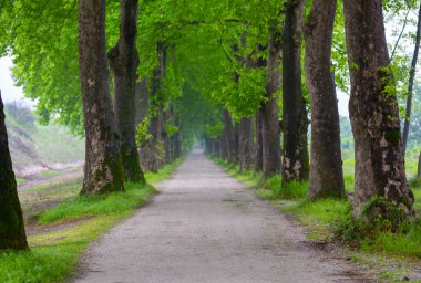 Tüneller ve toprak yollar ağaçlar tarafından yapılır. Bursa Dudakli