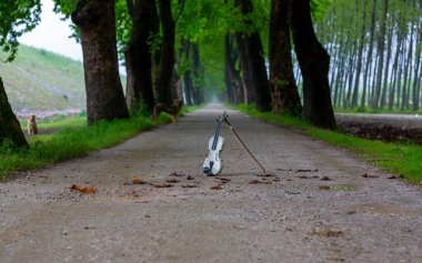 Tüneller ve toprak yollar ağaçlar tarafından yapılır. Bursa Dudakli