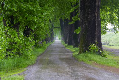 Yaprak döken orman, Plansee, Tyrol, Avusturya
