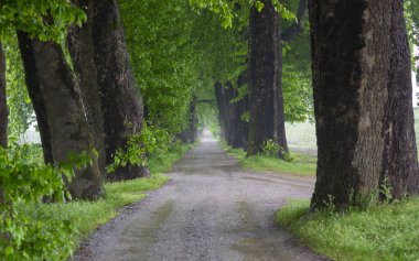 Yaprak döken orman, Plansee, Tyrol, Avusturya