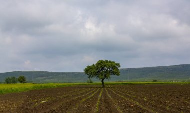 Yaprak döken orman, Plansee, Tyrol, Avusturya