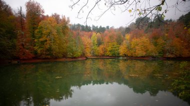İstanbul 'daki Belgrad Ormanı' nda Valide Sultan Gölü. Hindi. Türkiye 'de Tatil Tatilleri. Kayın ve meşe ağaçlarında yürüyüş yolu. Belgrad Ormanı. İstanbul. Hindi. Ormanda gezinti yolu. Yürü