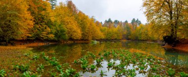 İstanbul 'daki Belgrad Ormanı' nda Valide Sultan Gölü. Hindi. Türkiye 'de Tatil Tatilleri. Kayın ve meşe ağaçlarında yürüyüş yolu. Belgrad Ormanı. İstanbul. Hindi. Ormanda gezinti yolu. Yürü