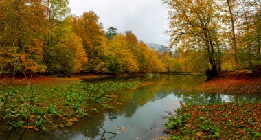 İstanbul 'daki Belgrad Ormanı' nda Valide Sultan Gölü. Hindi. Türkiye 'de Tatil Tatilleri. Kayın ve meşe ağaçlarında yürüyüş yolu. Belgrad Ormanı. İstanbul. Hindi. Ormanda gezinti yolu. Yürü
