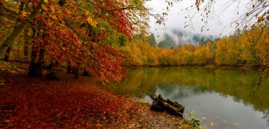 İstanbul 'daki Belgrad Ormanı' nda Valide Sultan Gölü. Hindi. Türkiye 'de Tatil Tatilleri. Kayın ve meşe ağaçlarında yürüyüş yolu. Belgrad Ormanı. İstanbul. Hindi. Ormanda gezinti yolu. Yürü