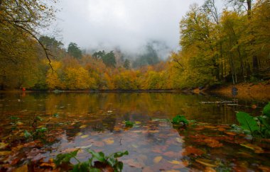 İstanbul 'daki Belgrad Ormanı' nda Valide Sultan Gölü. Hindi. Türkiye 'de Tatil Tatilleri. Kayın ve meşe ağaçlarında yürüyüş yolu. Belgrad Ormanı. İstanbul. Hindi. Ormanda gezinti yolu. Yürü