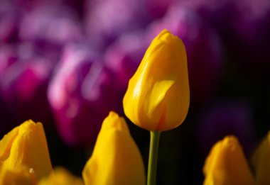 Hollanda 'nın en güzel tarlasından renkli lale resimleri..