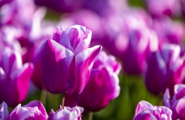 Hollanda 'nın en güzel tarlasından renkli lale resimleri..