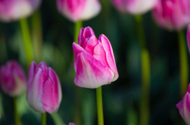 Hollanda 'nın en güzel tarlasından renkli lale resimleri..