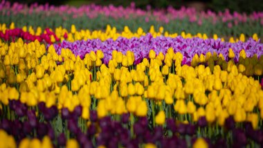 Hollanda 'nın en güzel tarlasından renkli lale resimleri..