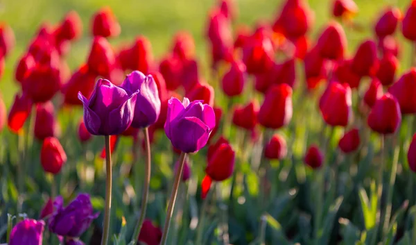 Foto Tulipani Colorati Dal Campo Più Bello Dei Paesi Bassi — Foto Stock