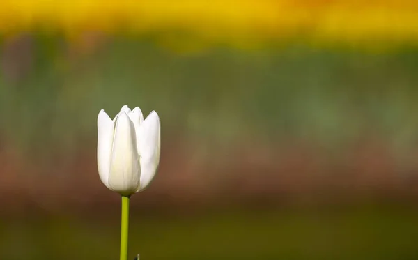 Fotos Coloridas Del Tulipán Del Campo Más Hermoso Los Países — Foto de Stock