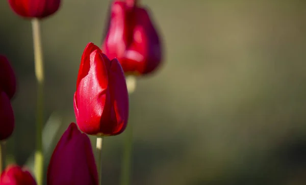 Fotos Coloridas Del Tulipán Del Campo Más Hermoso Los Países —  Fotos de Stock