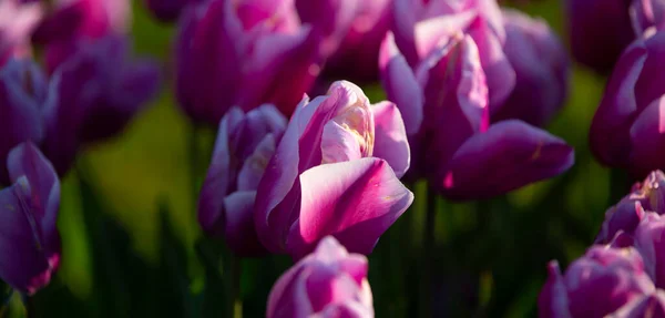 Foto Tulipani Colorati Dal Campo Più Bello Dei Paesi Bassi — Foto Stock