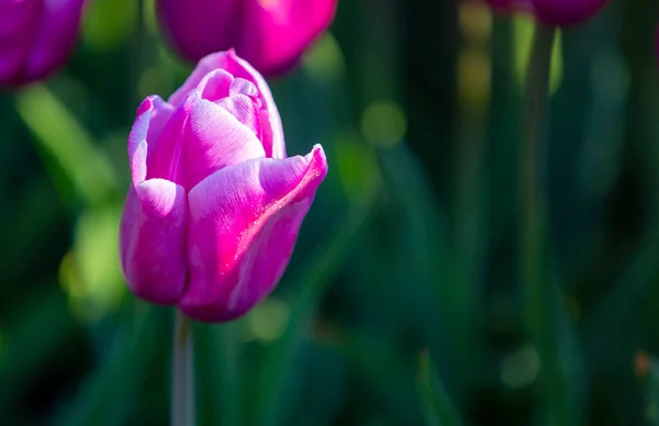 Photos Tulipes Colorées Beau Champ Des Pays Bas — Photo