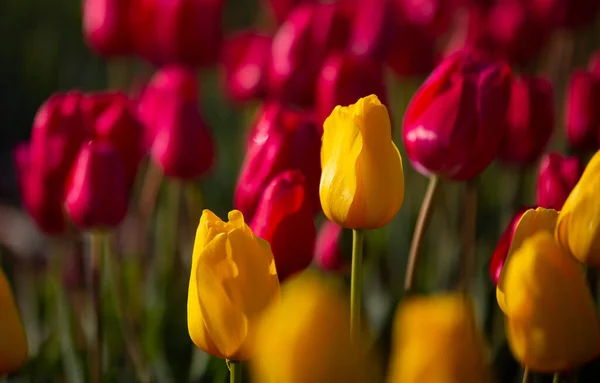 Foto Tulipani Colorati Dal Campo Più Bello Dei Paesi Bassi — Foto Stock