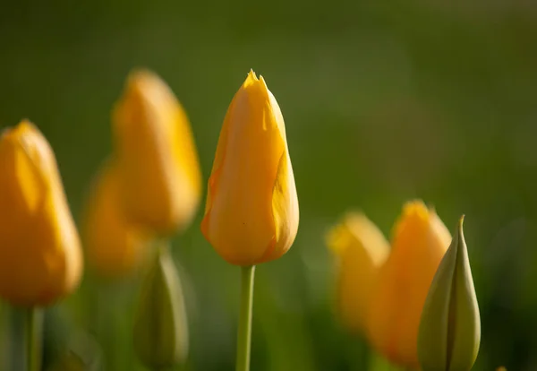 Foto Tulipani Colorati Dal Campo Più Bello Dei Paesi Bassi — Foto Stock