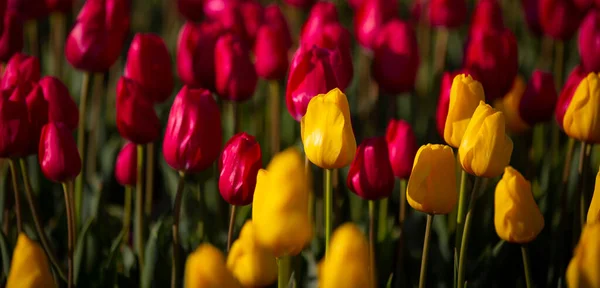 Foto Tulipani Colorati Dal Campo Più Bello Dei Paesi Bassi — Foto Stock