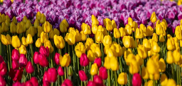 Барвисті Тюльпани Найгарнішого Поля Нідерландах — стокове фото