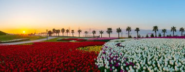 Deniz kenarındaki palmiye ağaçlarının altındaki lale tarlaları. Kocaeli Seka Parkı.