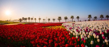 Deniz kenarındaki palmiye ağaçlarının altındaki lale tarlaları. Kocaeli Seka Parkı.