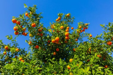 Acı portakal ağaçları ve Adana 'da gökyüzü