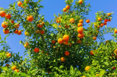 Acı portakal ağaçları ve Adana 'da gökyüzü