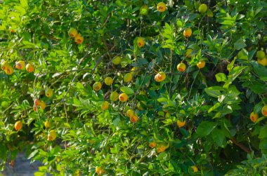 Acı portakal ağaçları ve Adana 'da gökyüzü