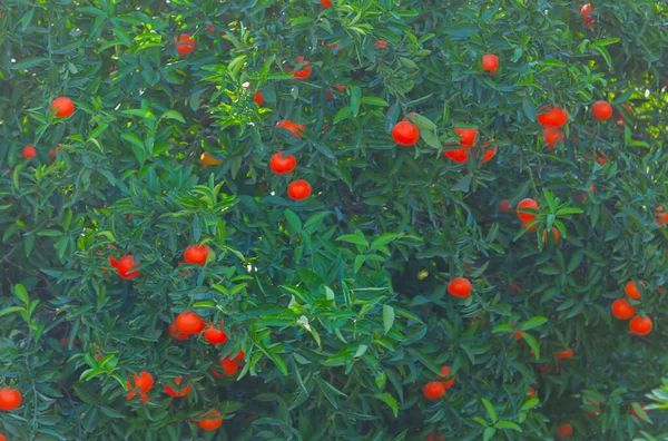 Bitter Orange Trees Sky Adana Turkey — Stock Photo, Image