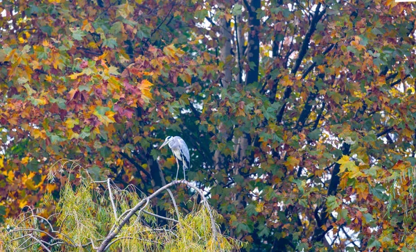秋天的公园景观 秋天是阳光灿烂的日子 人们在阳光灿烂的天气在公园里散步 五彩缤纷的树木展现了秋天的美丽 土耳其布尔萨植物园 — 图库照片