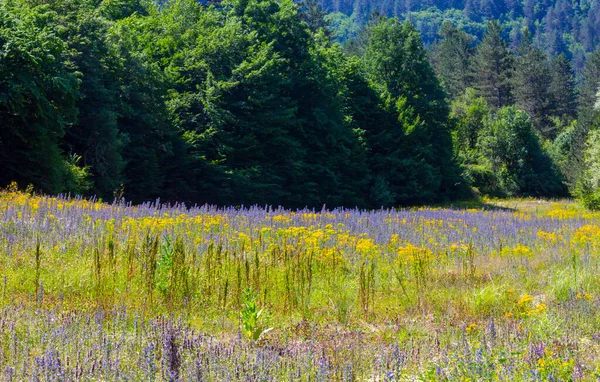 Valla Canyon Kure Gebirge Pinarbasi Kastamonu Türkei — Stockfoto