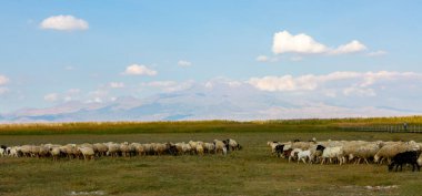güzel manzara ve sultanmarshes (kuş cenneti) yanındaki erciyes Dağı, kayseri
